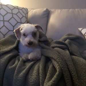 Meet your Posher, Carmen